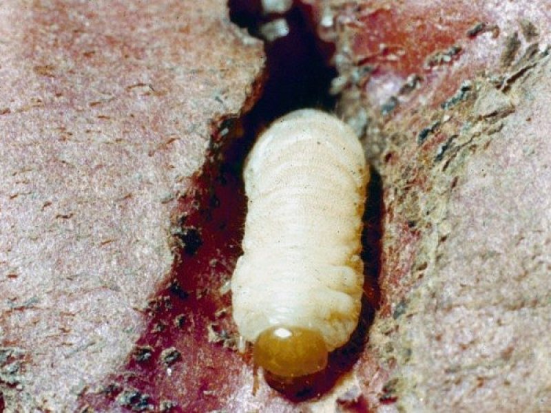 Sweet potato weevil Biovision Home.